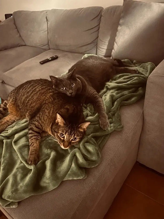 5 segnali che ti dicono che il tuo gatto è felice 😺💖 - 7 vite per 1 insieme a lei 🐾