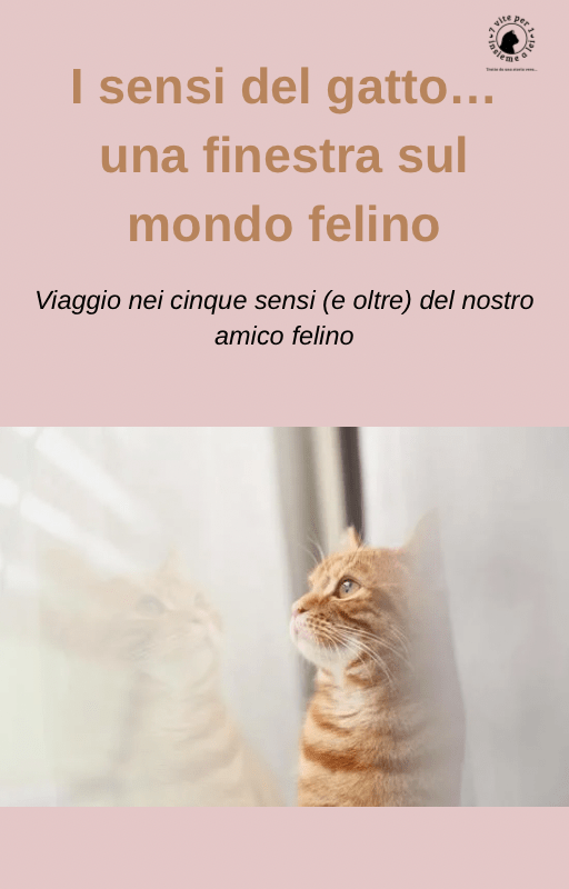 Guida pratica sui  i 5 sensi del gatto… e oltre. 