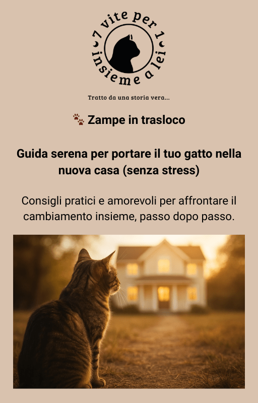  Gatto rilassato durante trasloco in nuova casa